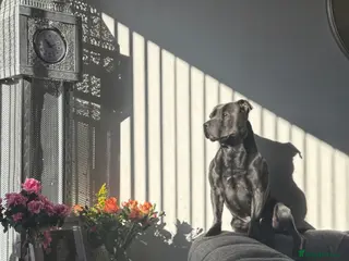 Staffordshire Bull Terrier dogs Blue Staffordshire Bull terrier - Advert 6