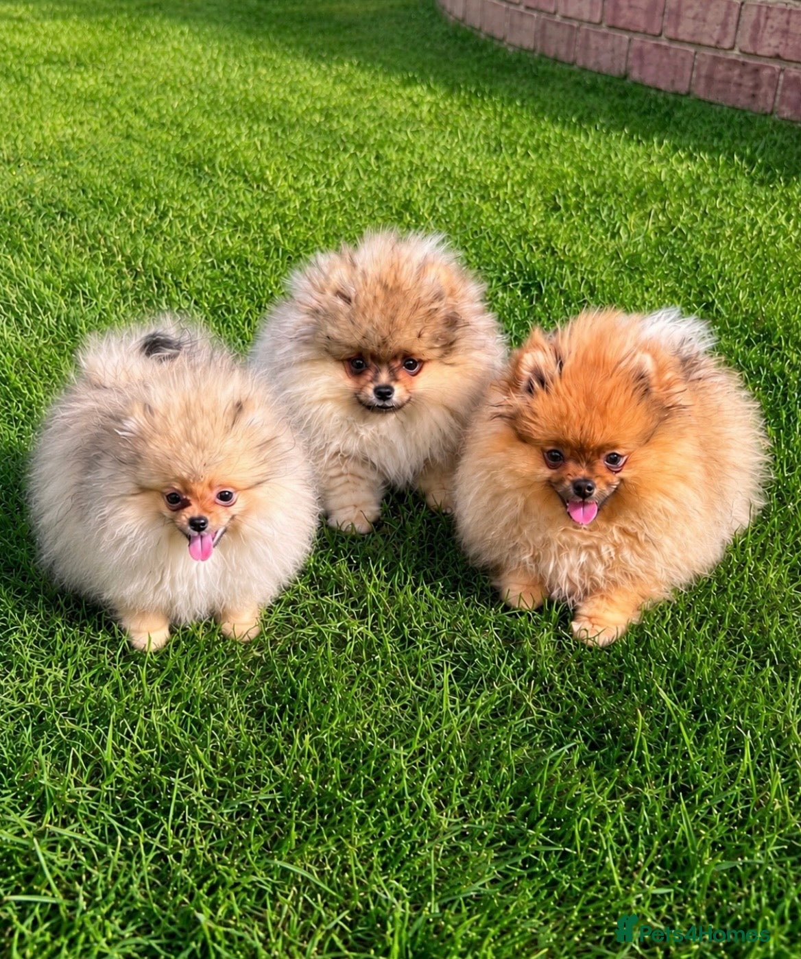 Pomeranian dogs Super Tiny🐻Teddy Face🏆KC - Advert 1