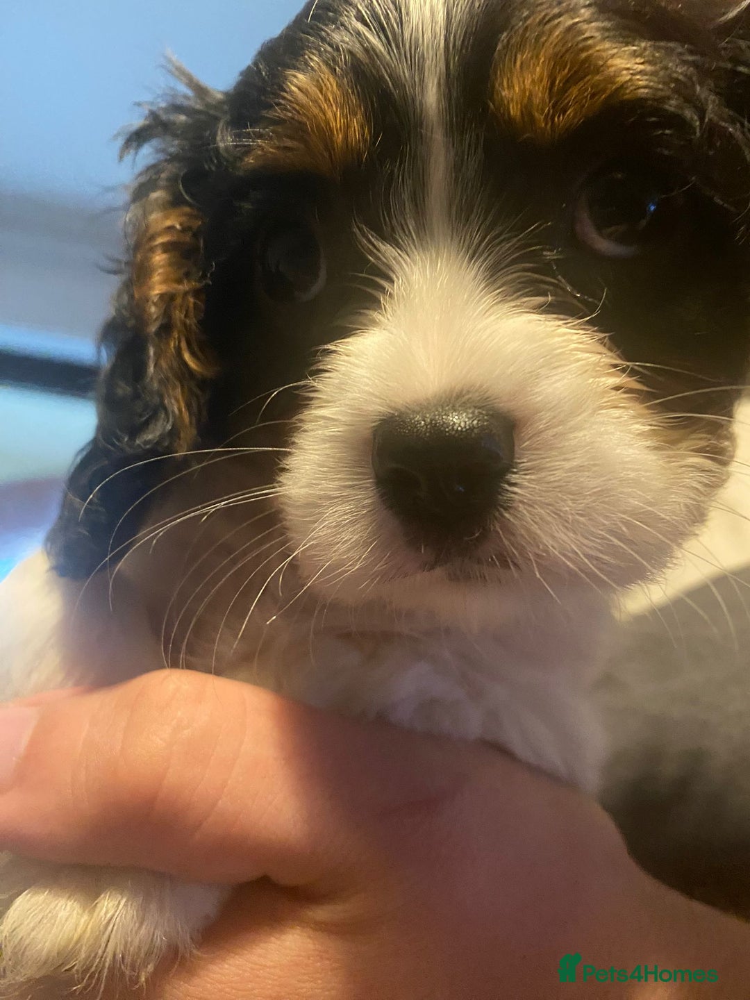 Cavalier King Charles Spaniel dogs for sale: Cavalier King Charles Spaniel Puppies - Image 7
