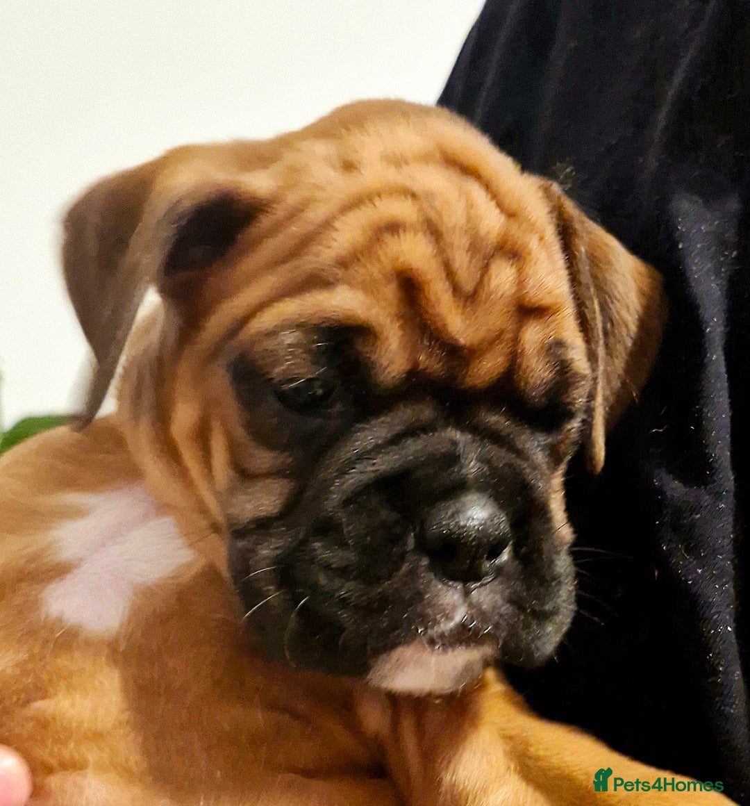 Boxer dogs for sale: Gorgeous Litter of 9 KC Registered Boxer Puppies - Image 16