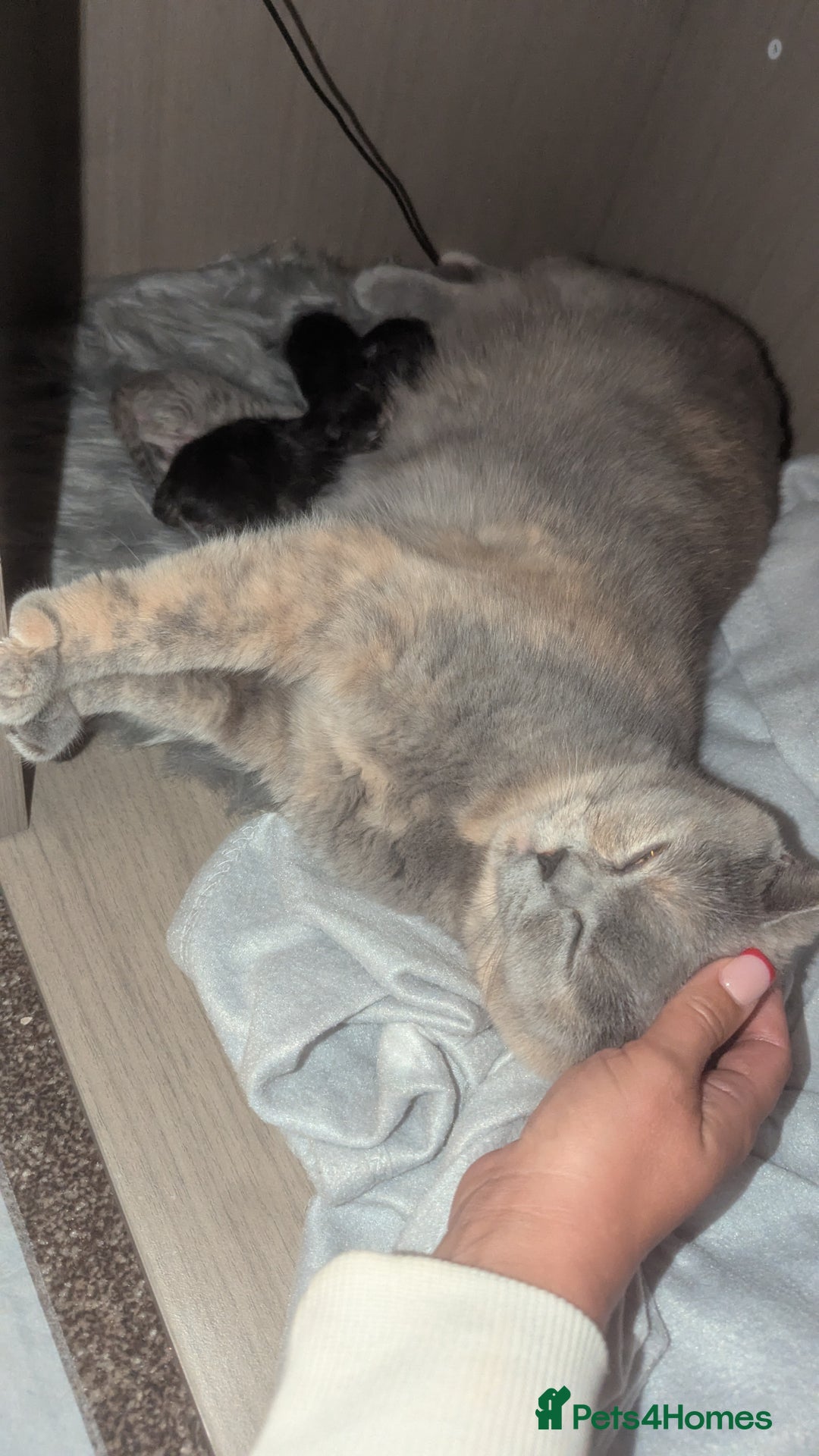 British Shorthair cats for sale: British shorthair kittens - Image 4