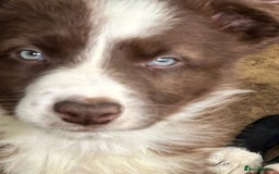 Border Collie dogs for sale: Border Collies £550 Clitheroe - Image 2