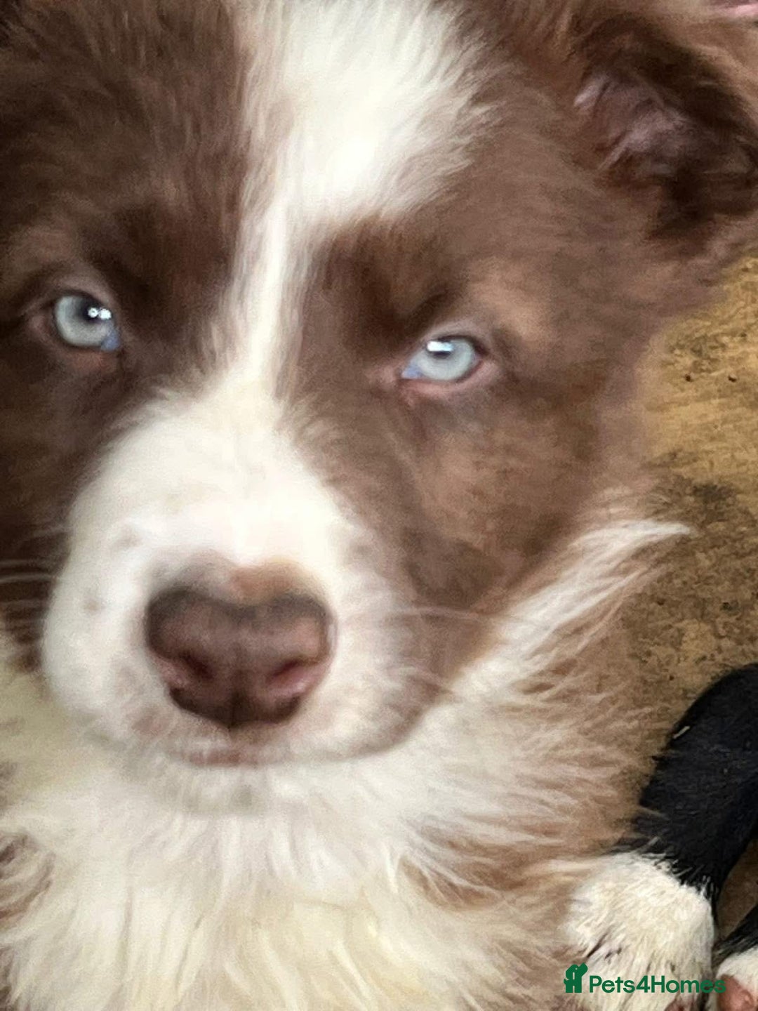 Border Collie dogs for sale: Border Collies £550 Clitheroe - Image 2