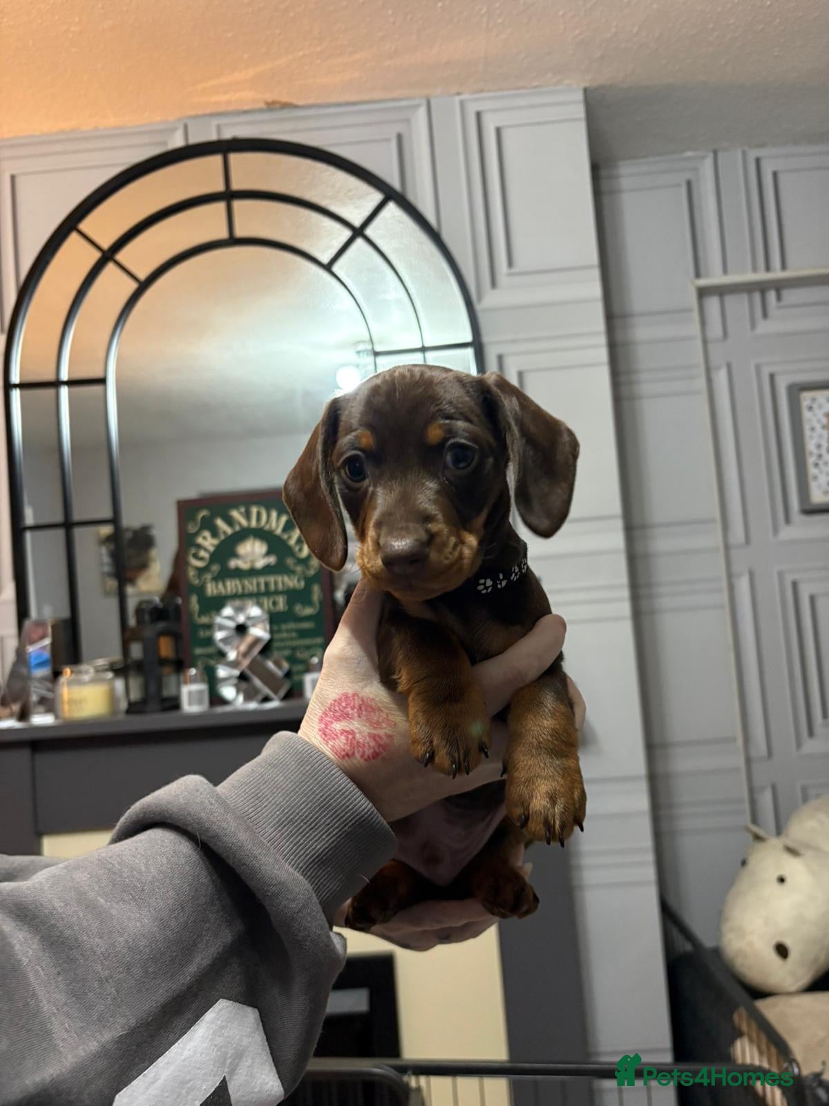 Miniature Dachshund dogs miniature dachshunds - Advert 8