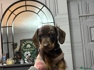 Miniature Dachshund dogs miniature dachshunds - Advert 4