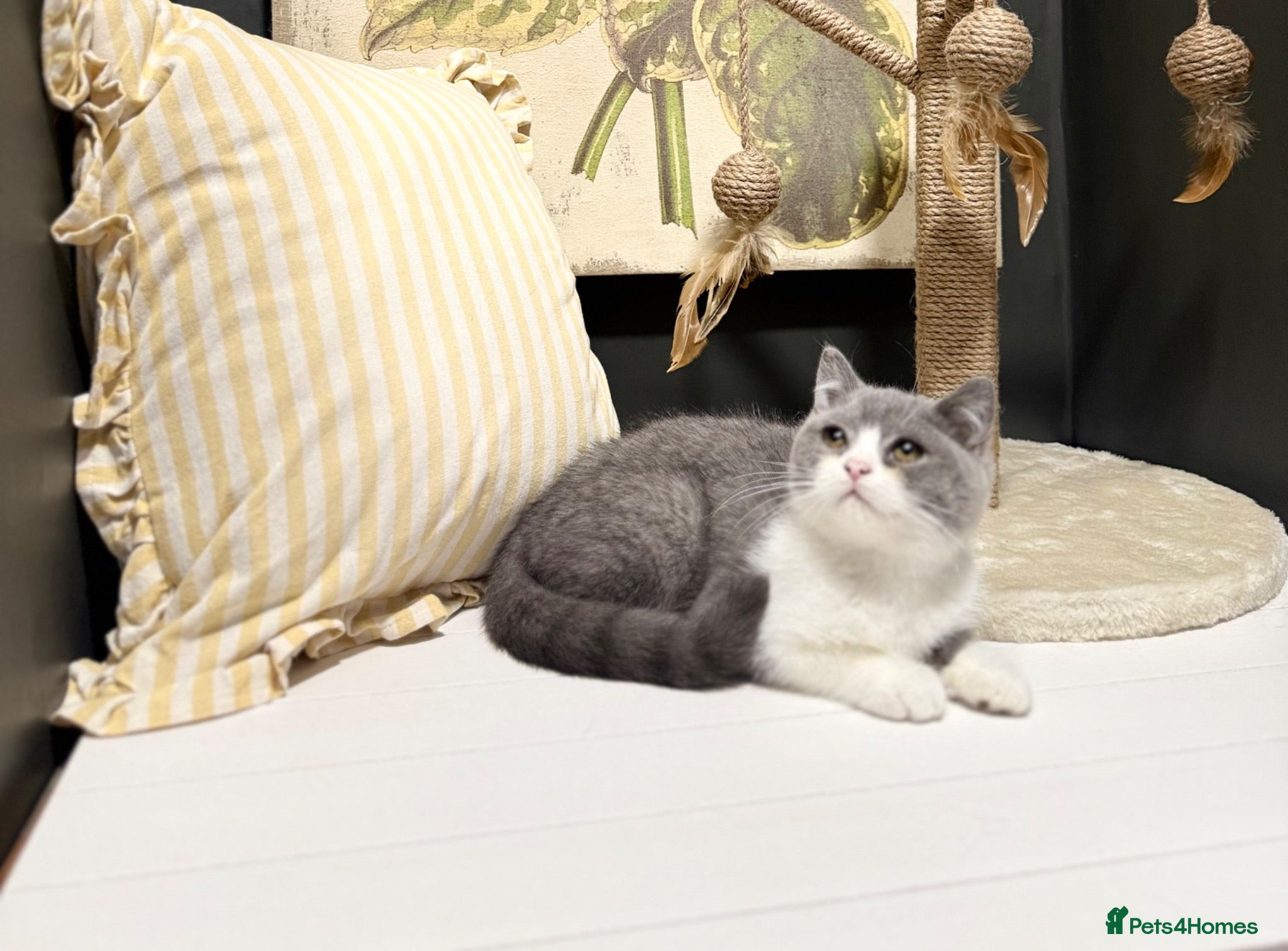 British Shorthair cats Stunning blue bi female and lilac bi male  - Advert 11