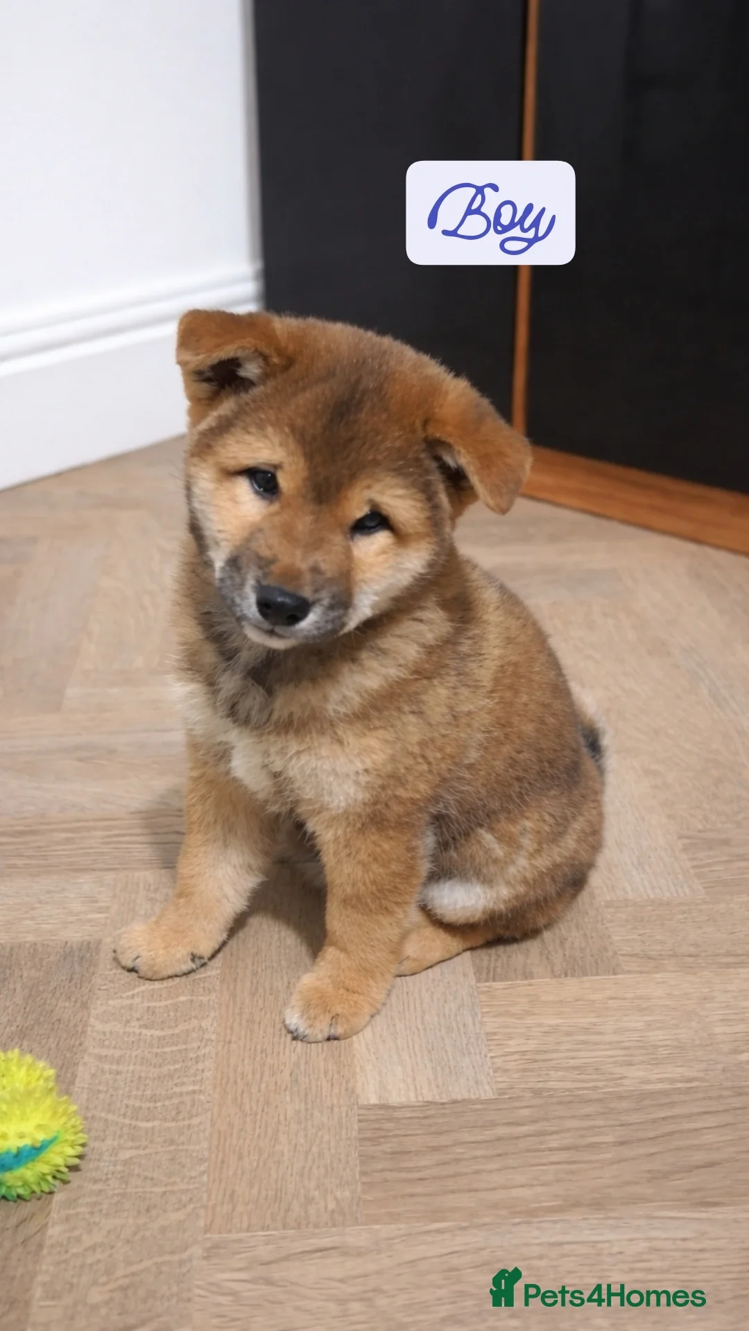 Japanese Shiba Inu dogs for sale: Shiba Inu – 5 Puppies  - Advert 3