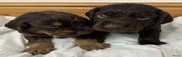Cocker Spaniel dogs for sale: 🐾 GORGEOUS COCKER SPANIEL PUPPIES 🐾 - Advert 6
