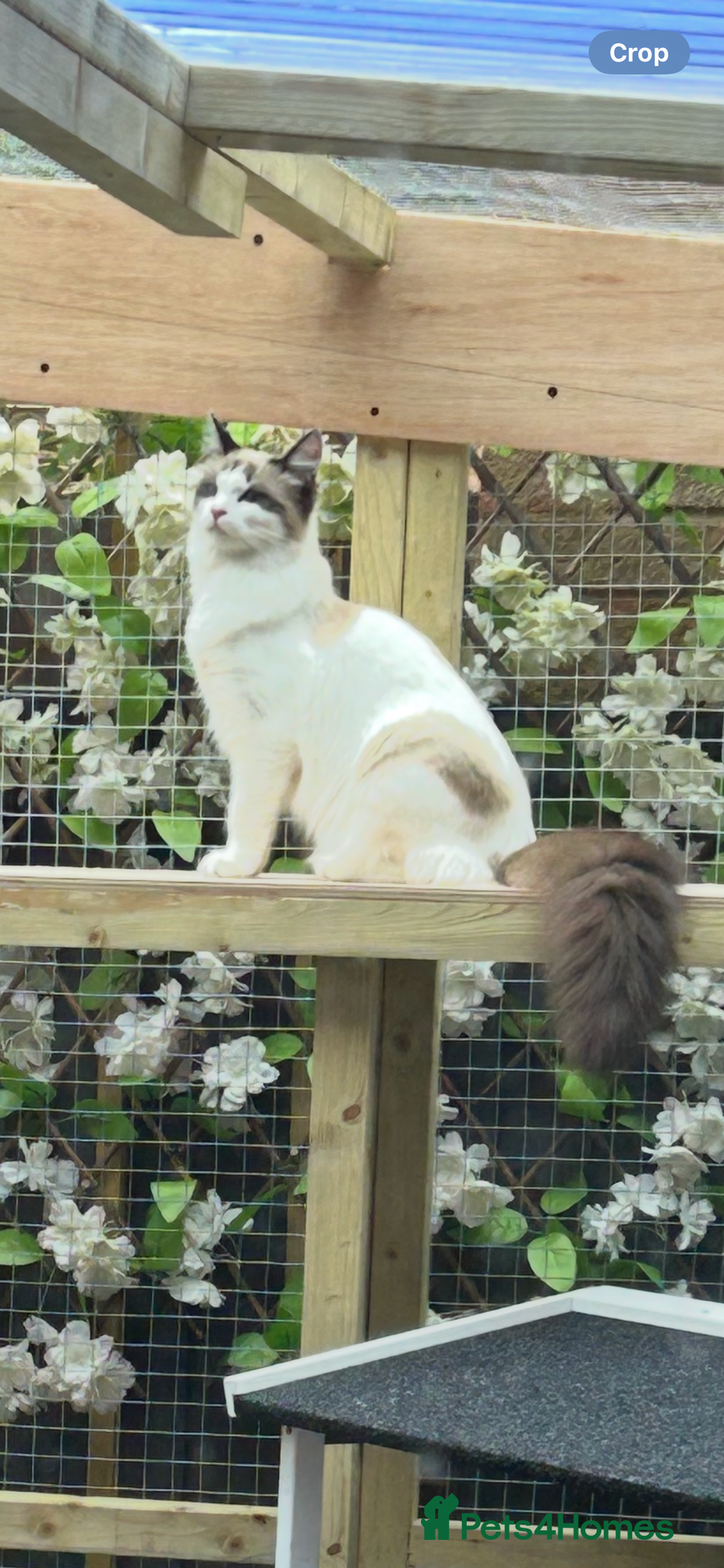 Ragdoll cats for sale: Ragdolls 2 stunning girls  - Image 2