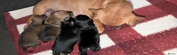 Mixed Breed dogs for sale: Adorable 3/4 Dachshund and 1/4 Chihuahua Chiweenie in Portsmouth - Advert 9