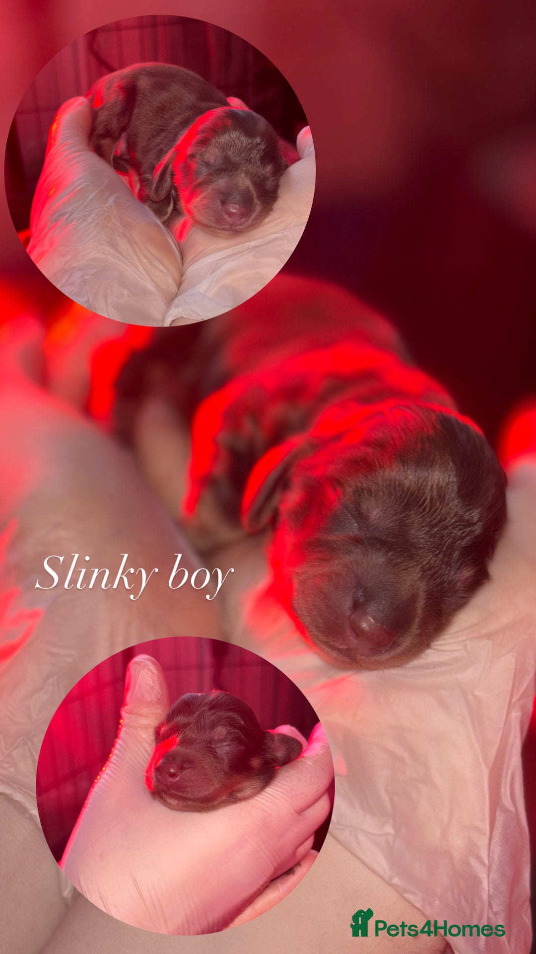 Miniature Dachshund dogs for sale: Long haired mini daschunds  - Advert 7