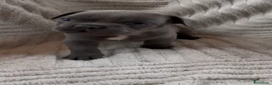 French Bulldog 2