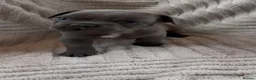 French Bulldog dogs for sale: French bulldog puppies  - Advert 19