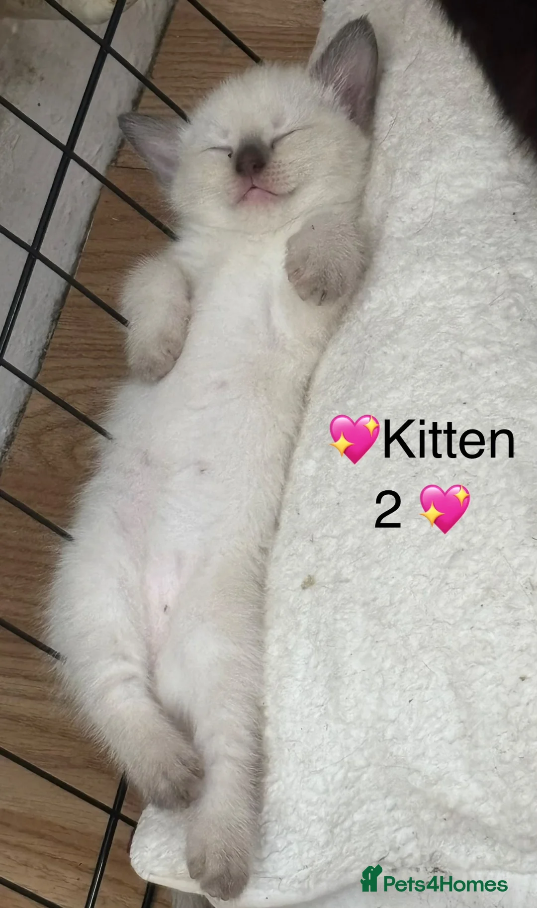 Mixed Breed cats for sale: 💖 3 beautiful girls 💖 - Advert 10