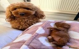 Miniature Poodle dogs for sale: Kc reg mini poodle 5 generation pedigree - Advert 14