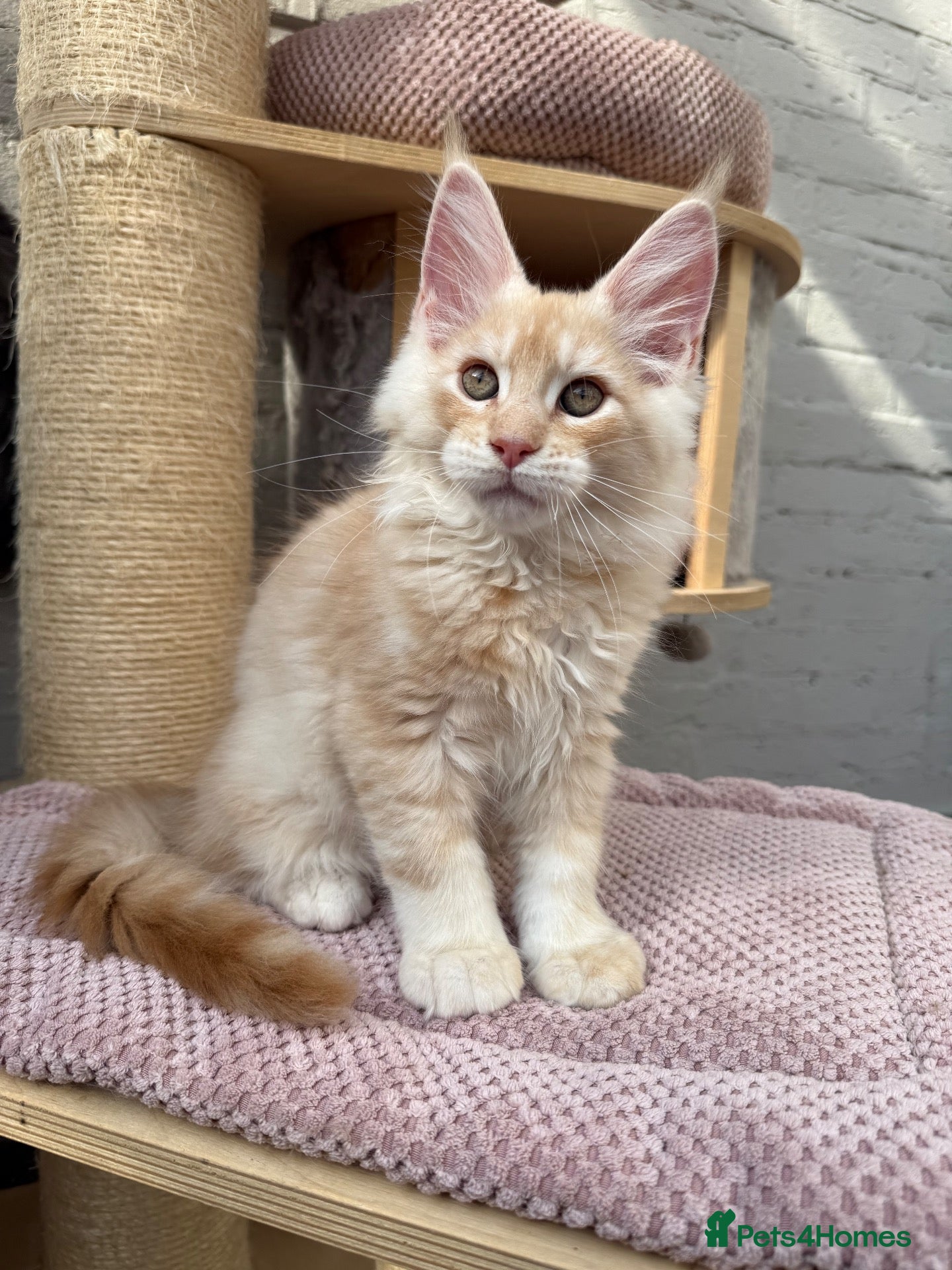 Maine Coon cats Champion Sired TICA Pedigree Maine Coons - Advert 1