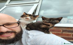 Mixed Breed cats for sale: 4 Gorgeous half-Ragdolls  - Image 4