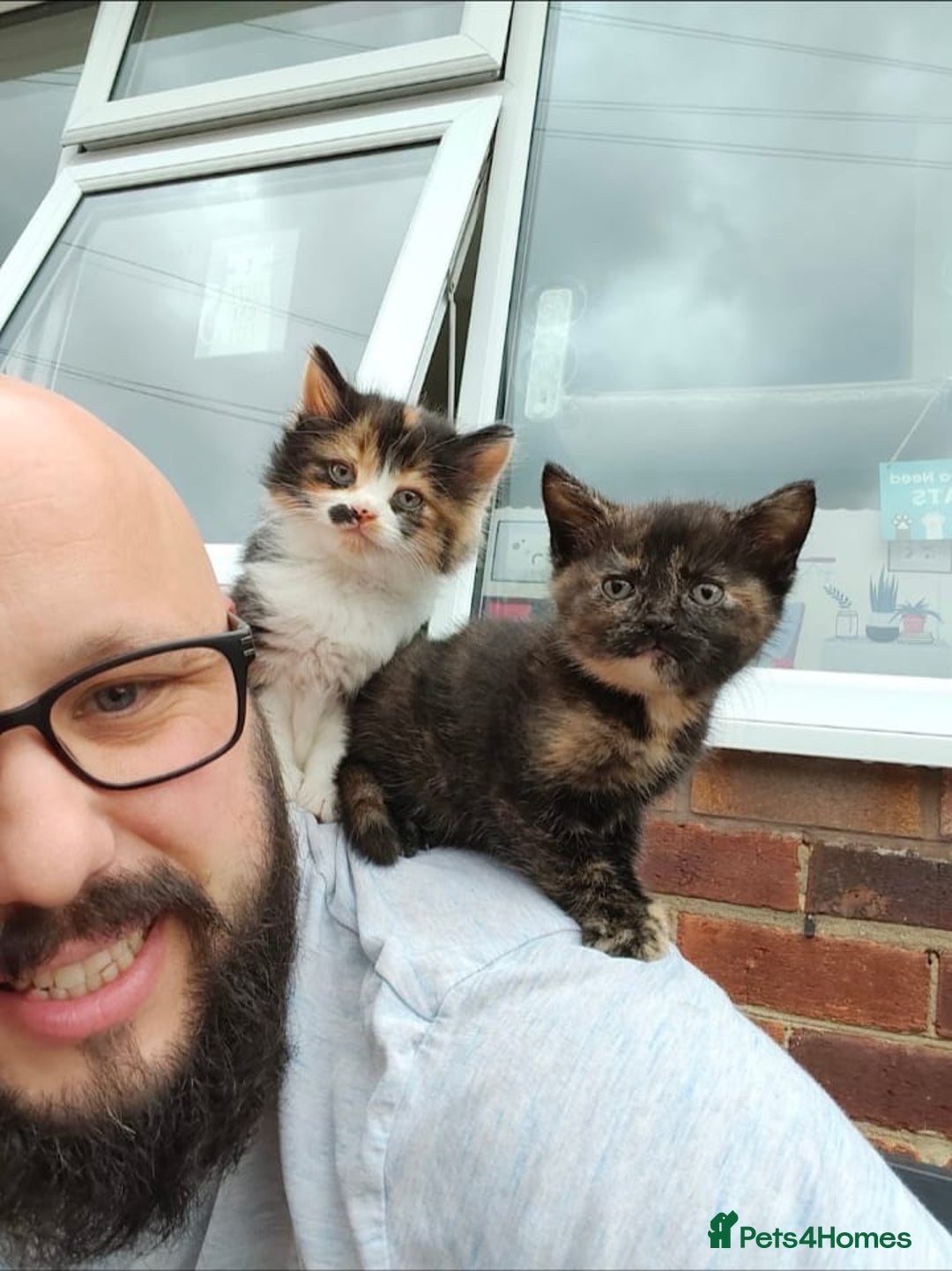 Mixed Breed cats for sale: 4 Gorgeous half-Ragdolls  - Image 4