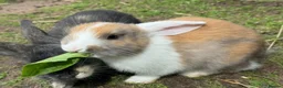 Mixed Breed rabbits for sale: Rabbits for sale - Advert 8