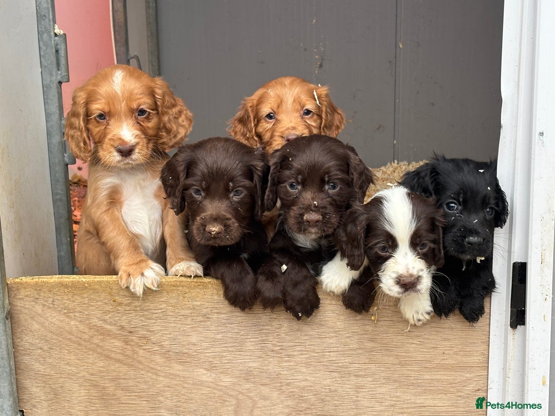 Cocker Spaniel dogs for sale: Cocker spaniel pups  - Advert 5