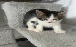 Mixed Breed cats for sale: 5 Beautiful kittens looking for homes - Image 6