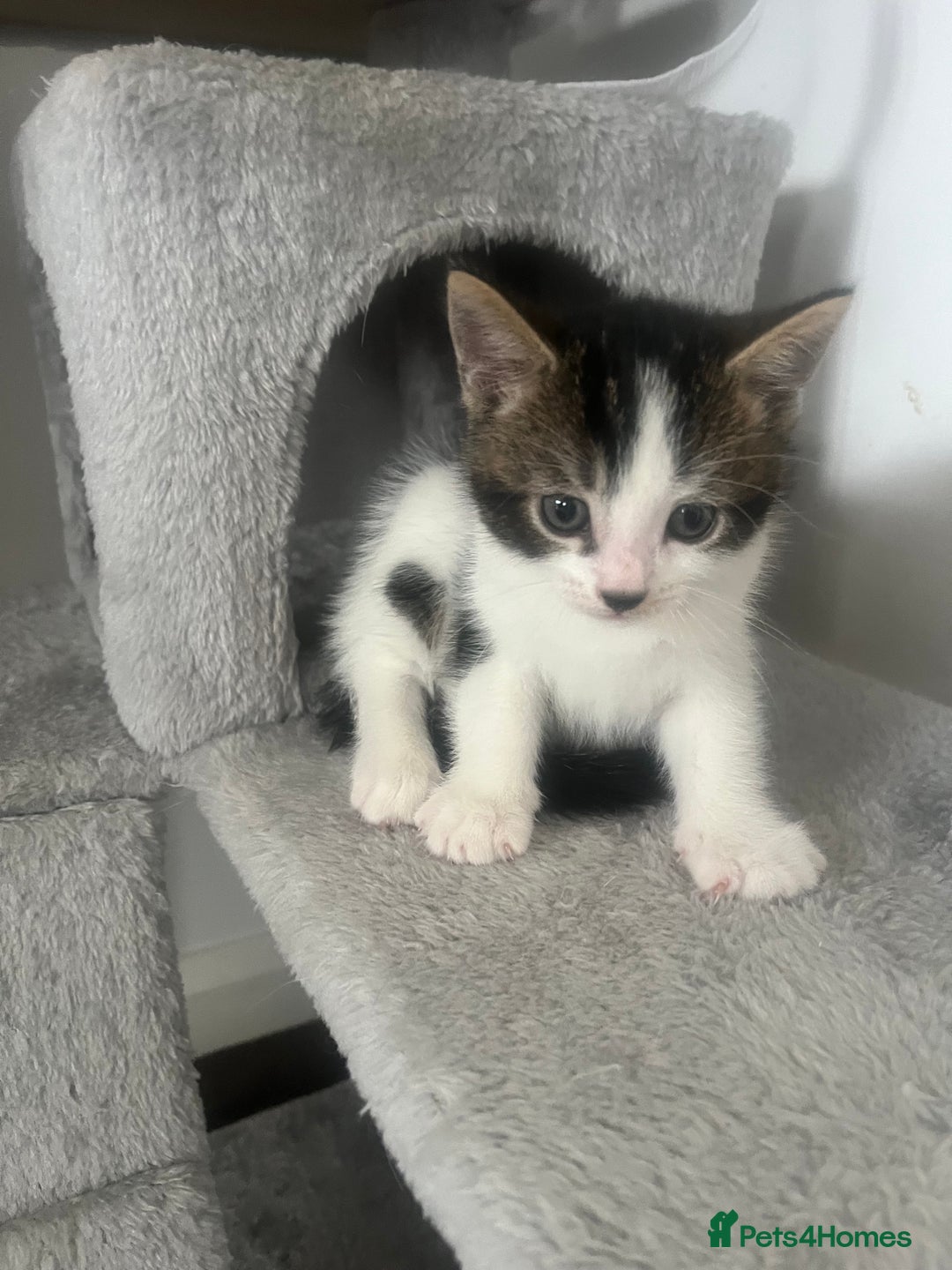 Mixed Breed cats for sale: 5 Beautiful kittens looking for homes - Image 6