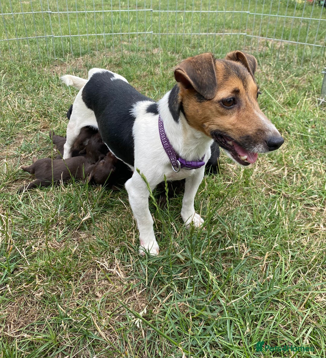 Jackapoo dogs for sale: Jackapoo Puppies - Image 11