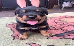 Rottweiler dogs for sale: Beautifull Rottweiler  - Image 7