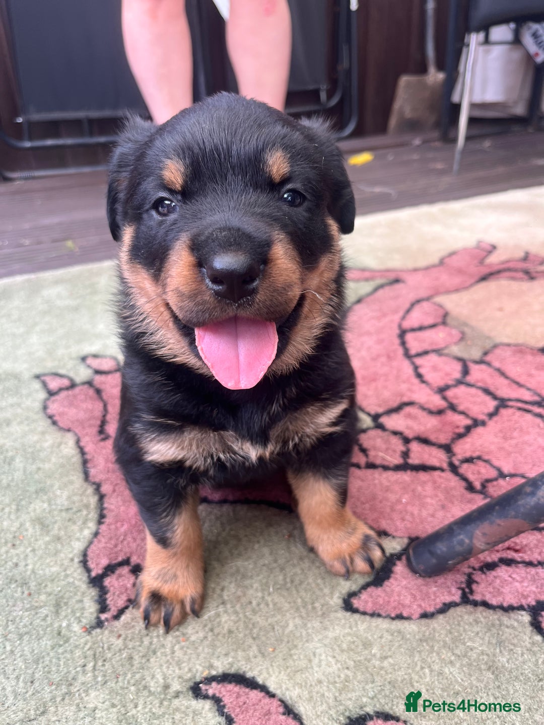Rottweiler dogs for sale: Beautifull Rottweiler  - Image 7