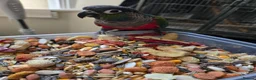 Conures birds for sale: Tame Crimson Conure - Advert 3