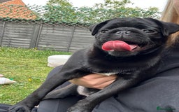 Pug dogs for sale: 7 month old female pug - Advert 3
