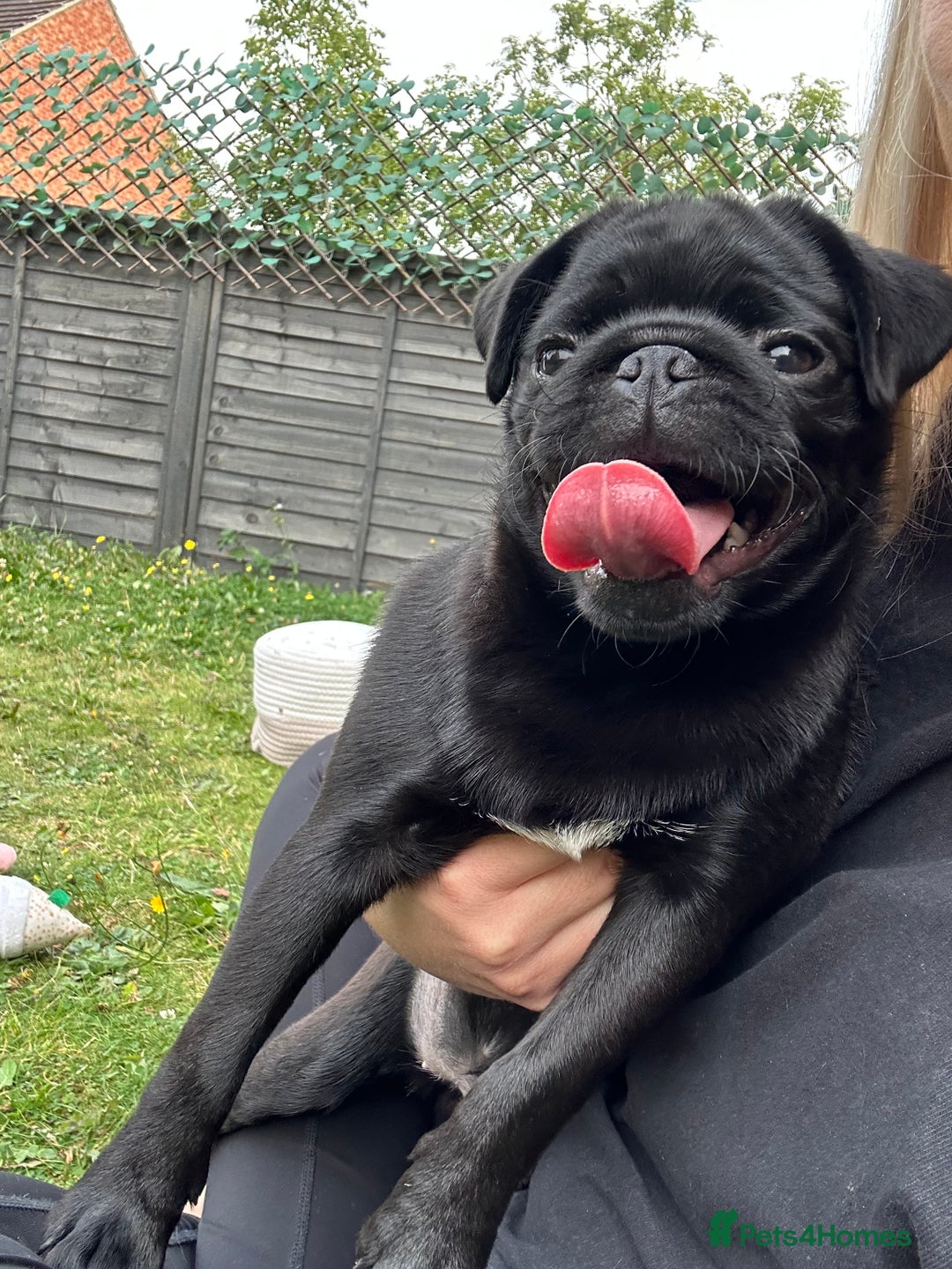 Pug dogs for sale: 7 month old female pug - Advert 3