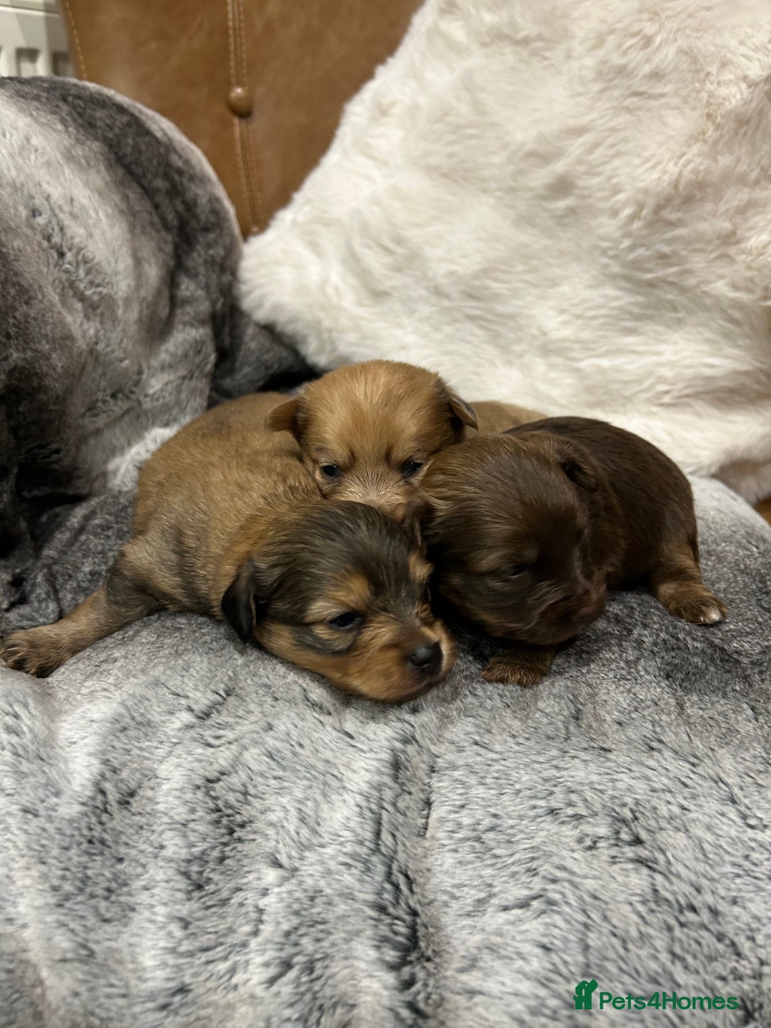 Mixed Breed dogs for sale: Miniature Dauchshund/ Pomeranian puppies for sale - Advert 12