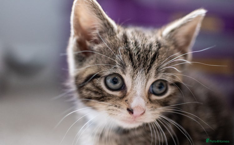 Domestic Shorthair cats - Advert 1