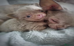 Chihuahua dogs for sale: 🐾 Exceptional lilac Chihuahua Puppies for Sale 🐾 - Image 10