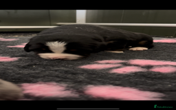 Mixed Breed dogs for sale: Merle & Tricolour Australian Mountain Dog Puppies - Image 3