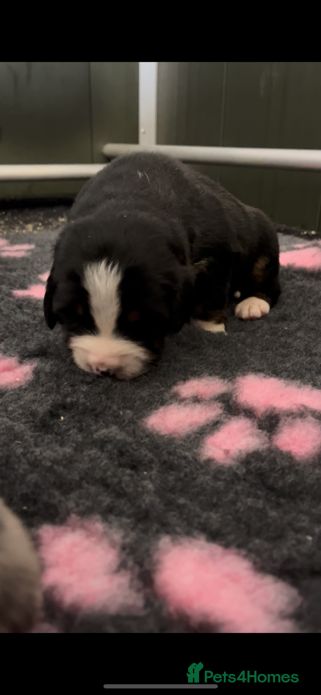 Mixed Breed dogs for sale: Merle & Tricolour Australian Mountain Dog Puppies - Image 3