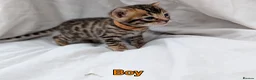 Bengal cats for sale: Gorgeous health tested glitter TICA Bengal kittens - Advert 6