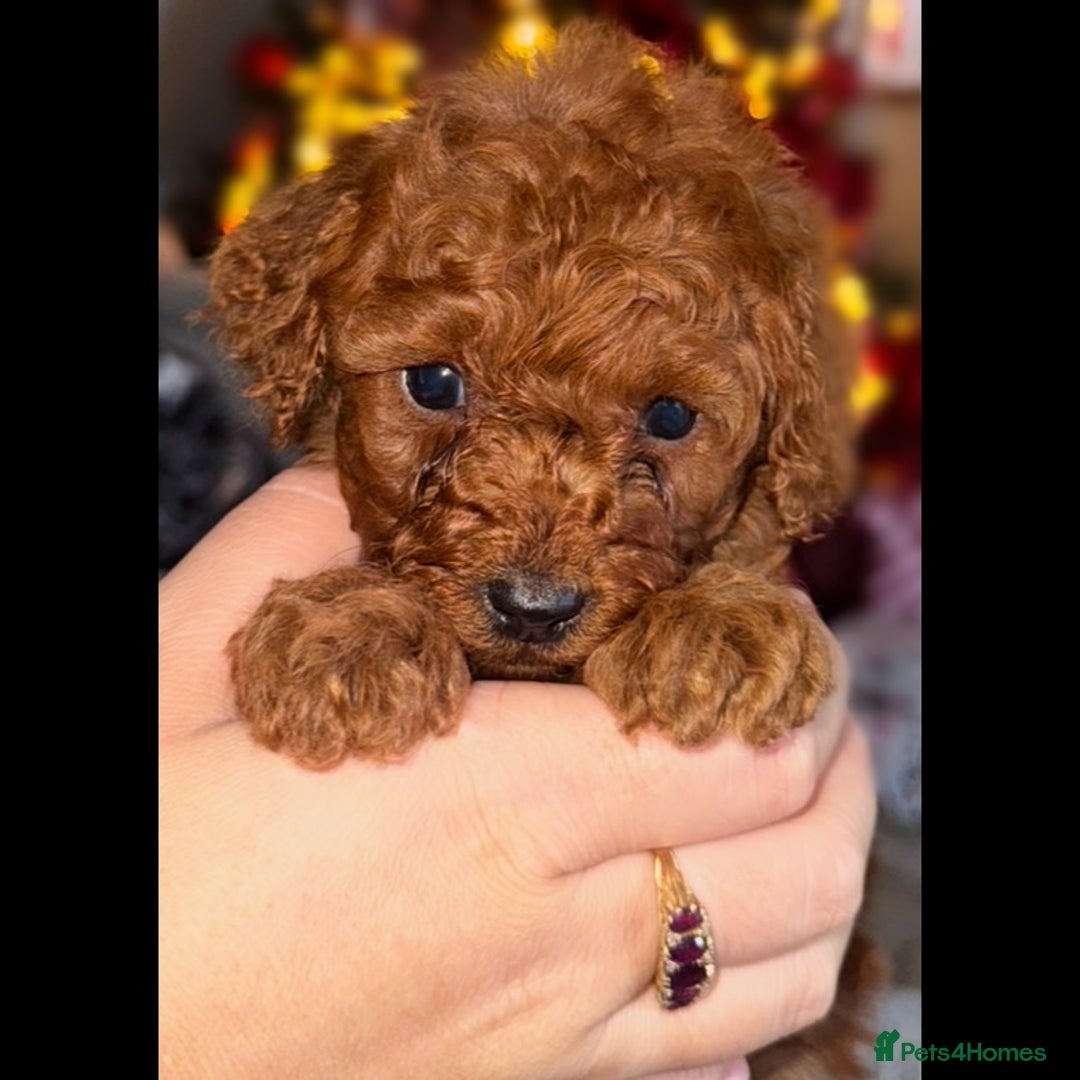 Cavapoo dogs for sale: PERFECT CAVAPOOS ❤️ - Advert 4