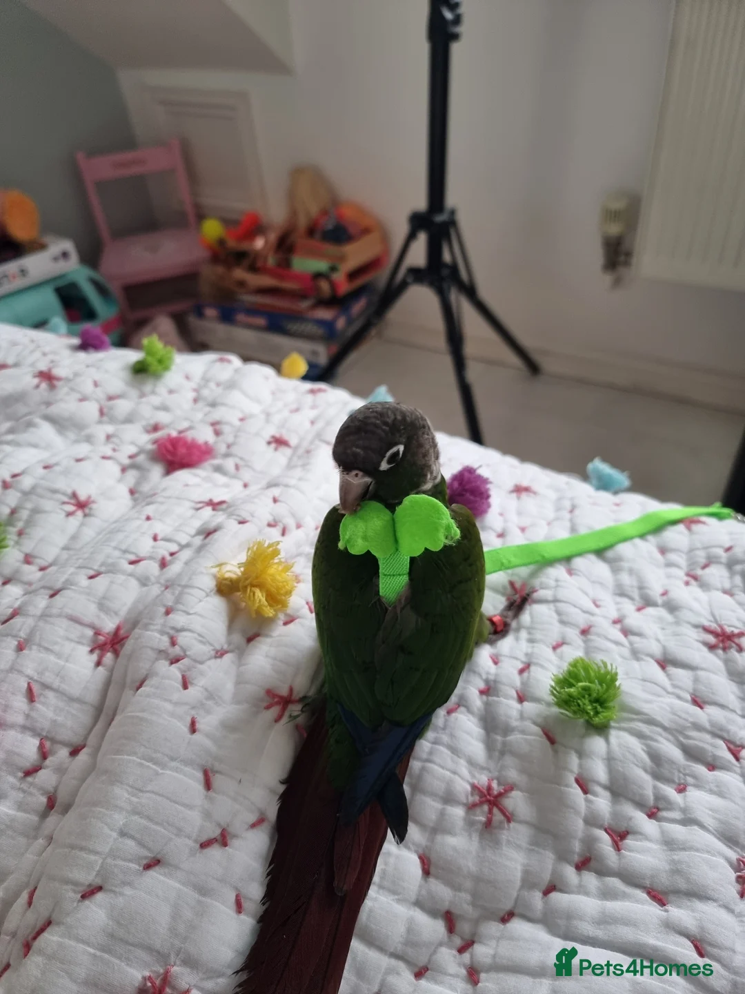 Conures birds for sale: Talented & sweet male Conure with DNA certificate - Advert 8