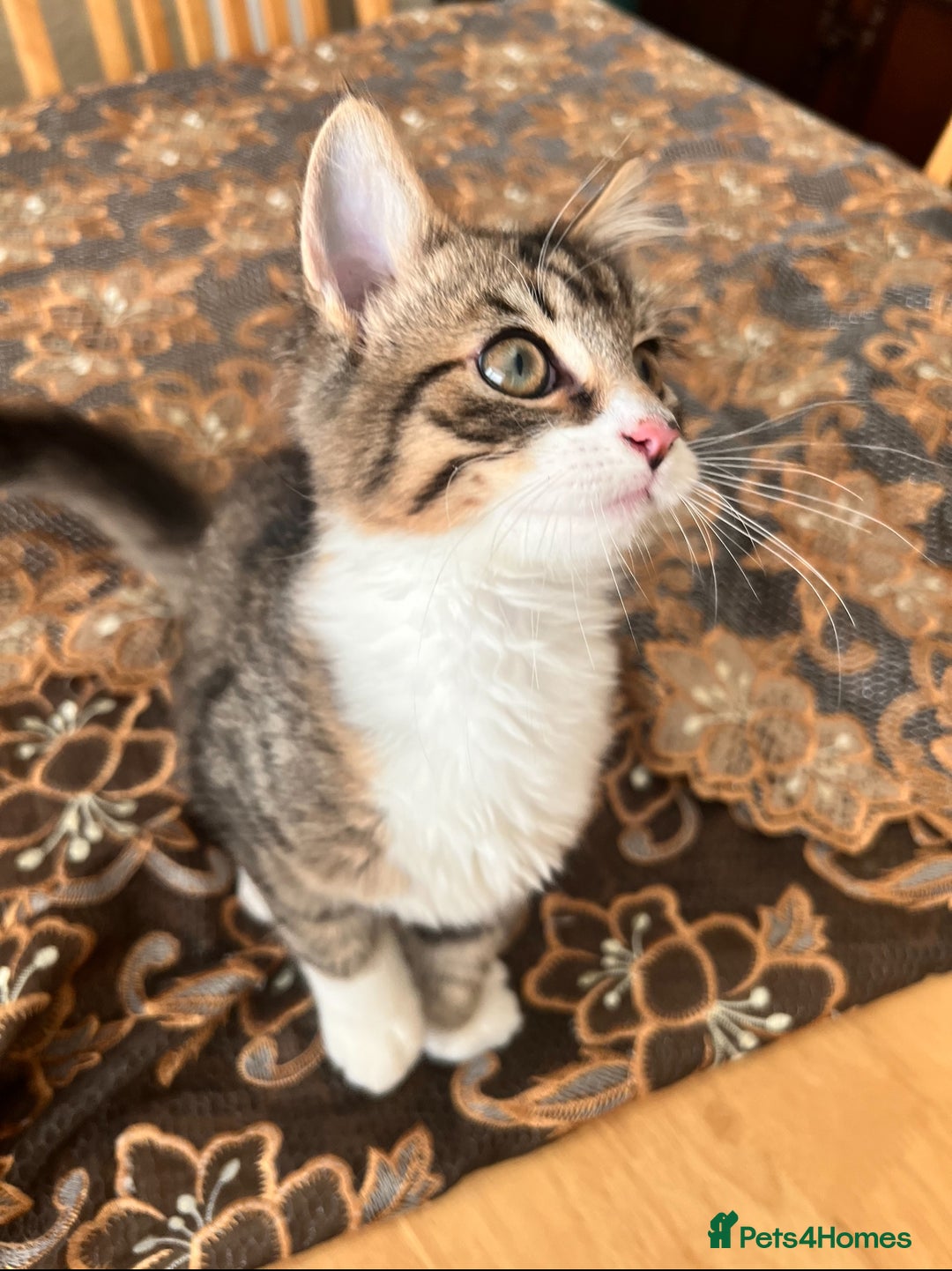 British Longhair cats for sale: Playful and Cuddly Kitten Ready to go❤️ - Advert 4