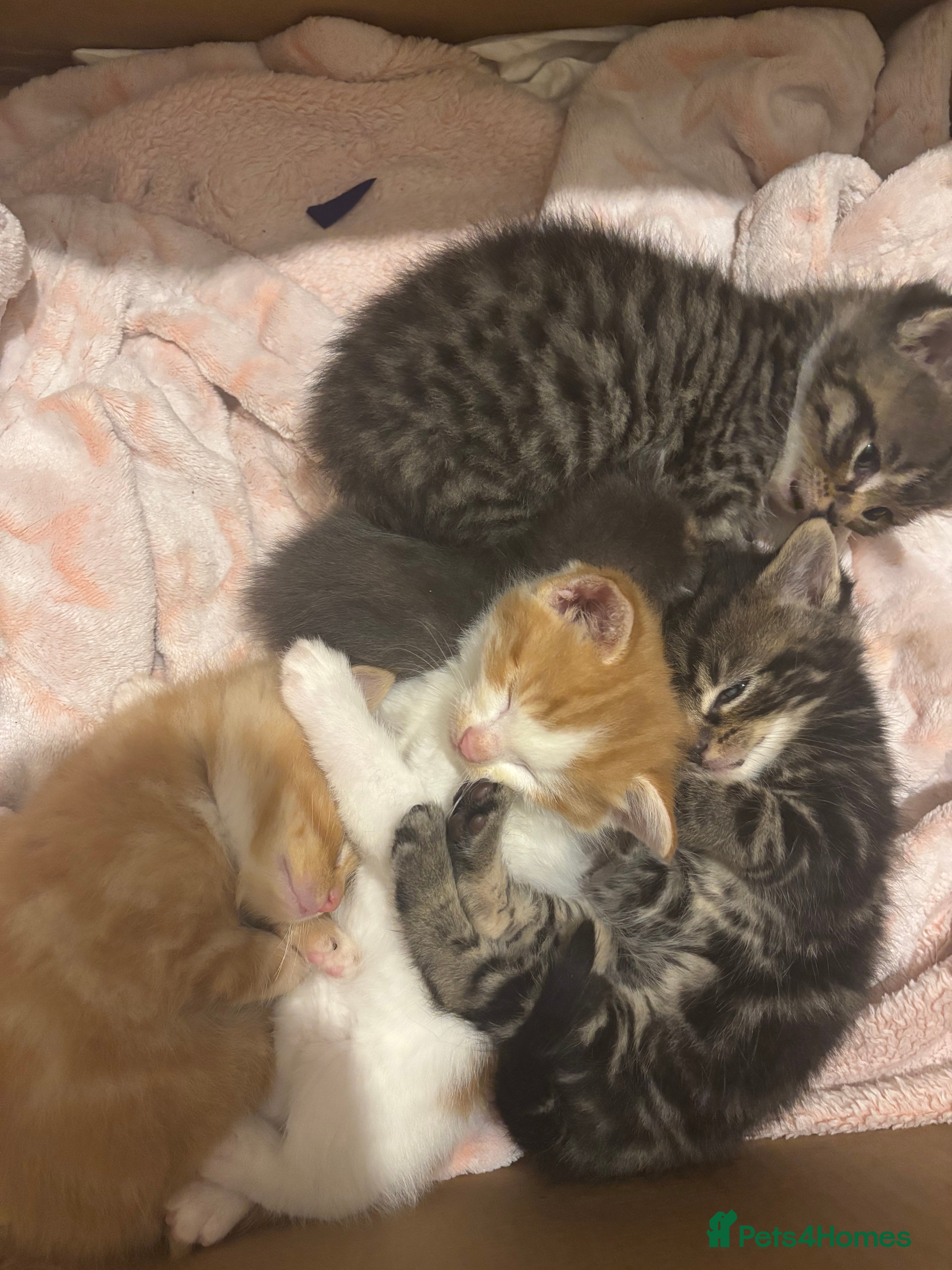 British Shorthair cats 4 kittens  - Advert 1