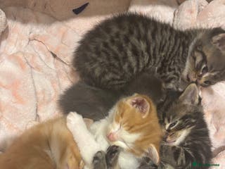 British Shorthair cats 4 kittens - Advert 14