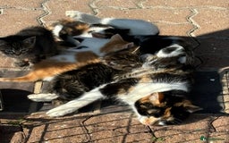 Mixed Breed cats for sale: The most loving bundles of fluff  - Image 6