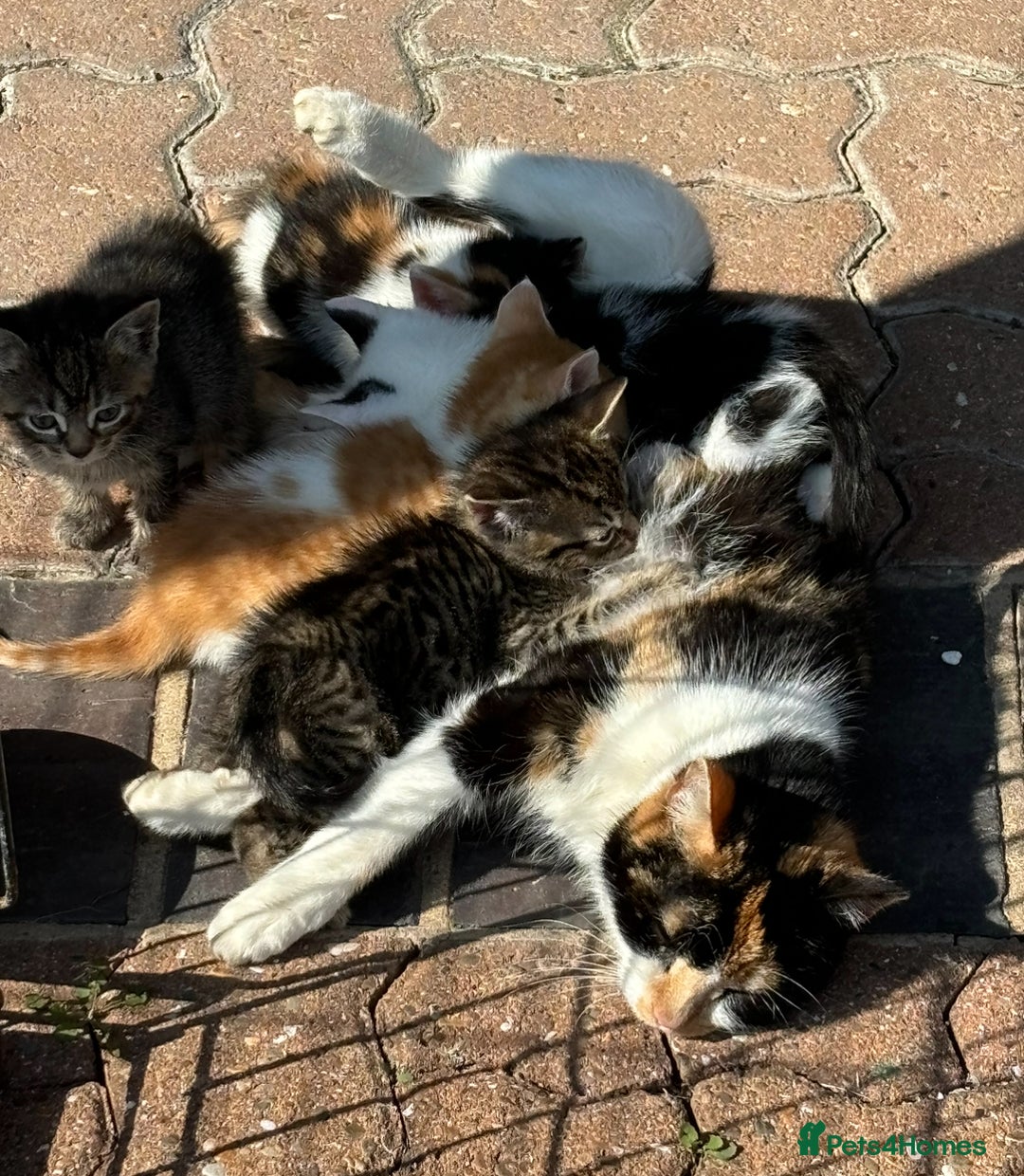 Mixed Breed cats for sale: The most loving bundles of fluff  - Image 6