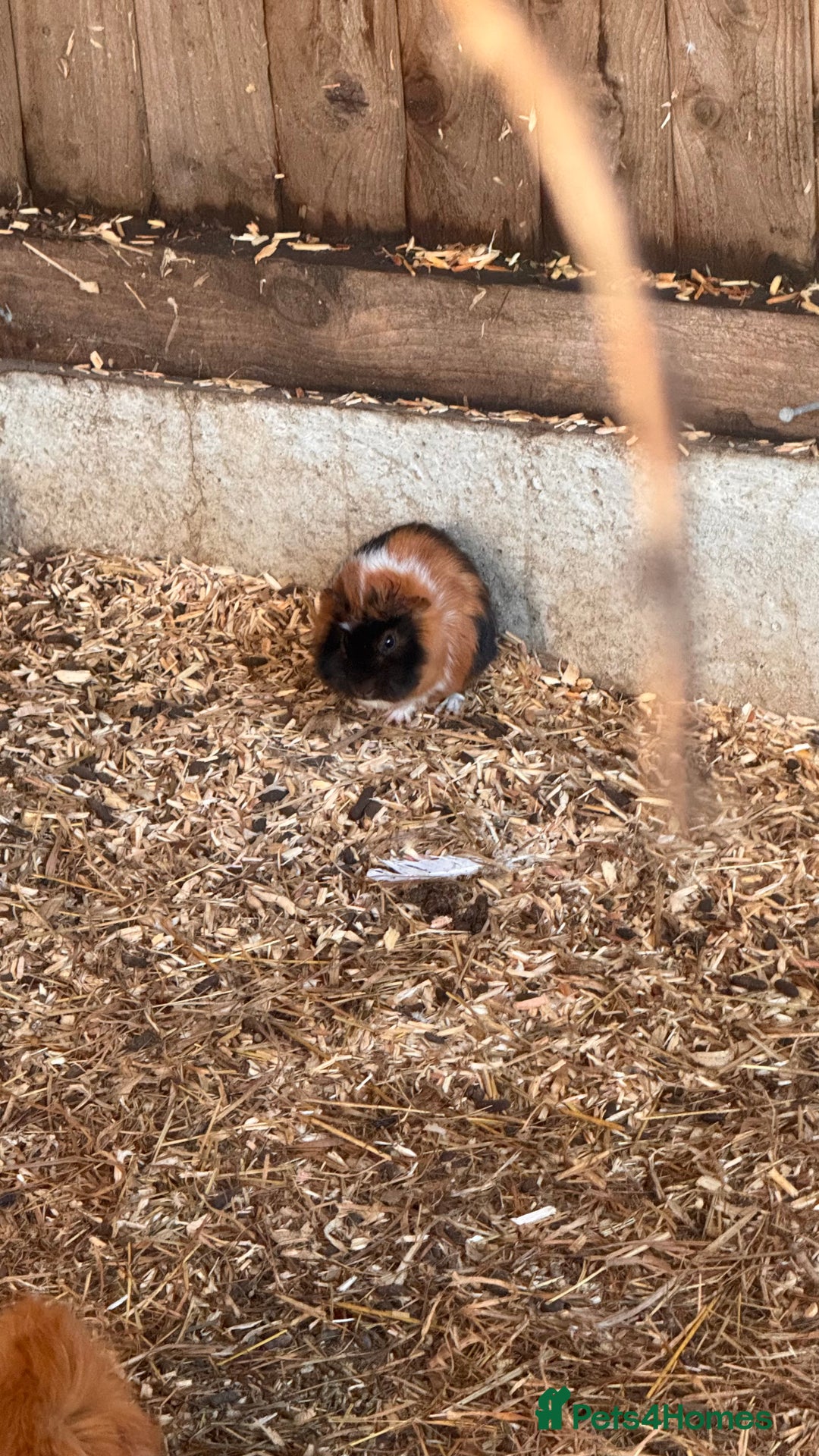 Guinea Pig rodents for sale: Mixed age female Guinea Pigs - Advert 2