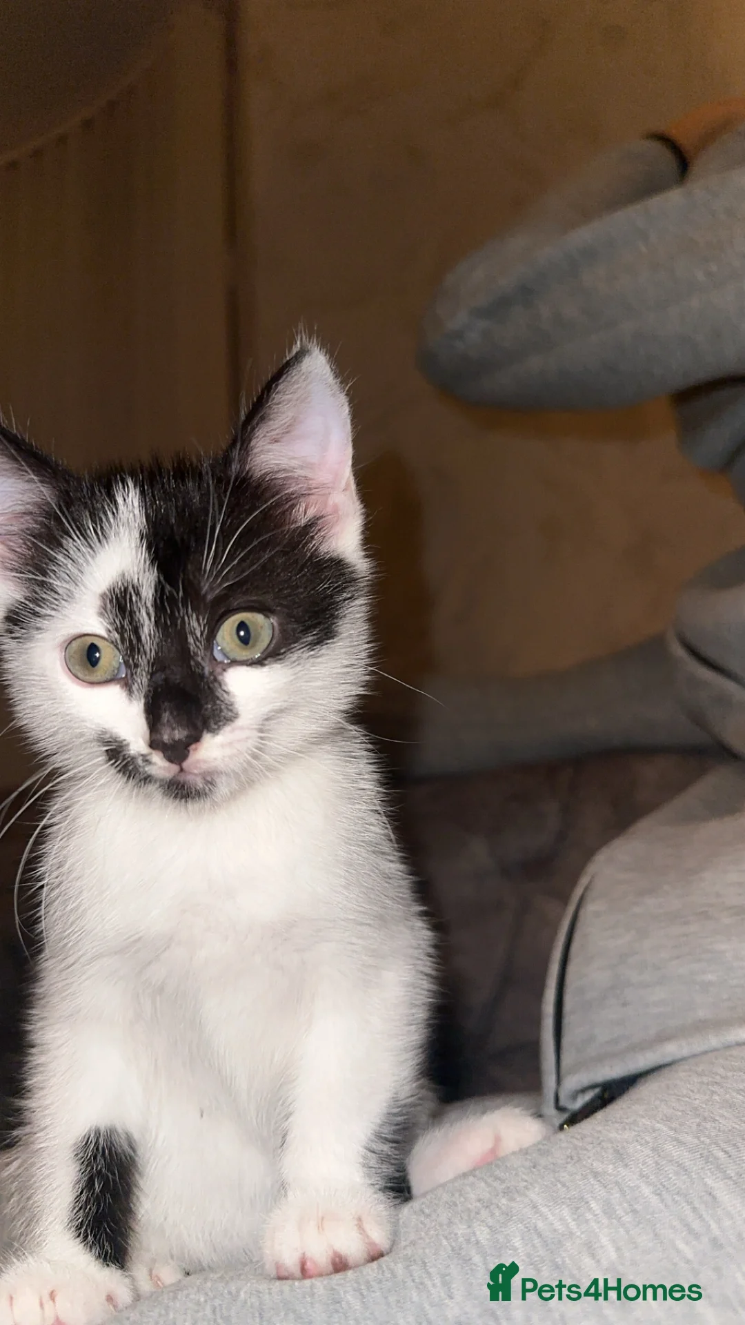 Domestic Shorthair cats for sale: Gorgeous tabby and British shorthair kitten - Advert 14