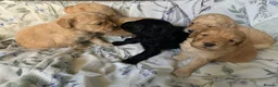Cockapoo dogs for sale: Beautiful Cockapoo F1 Puppies  - Advert 8