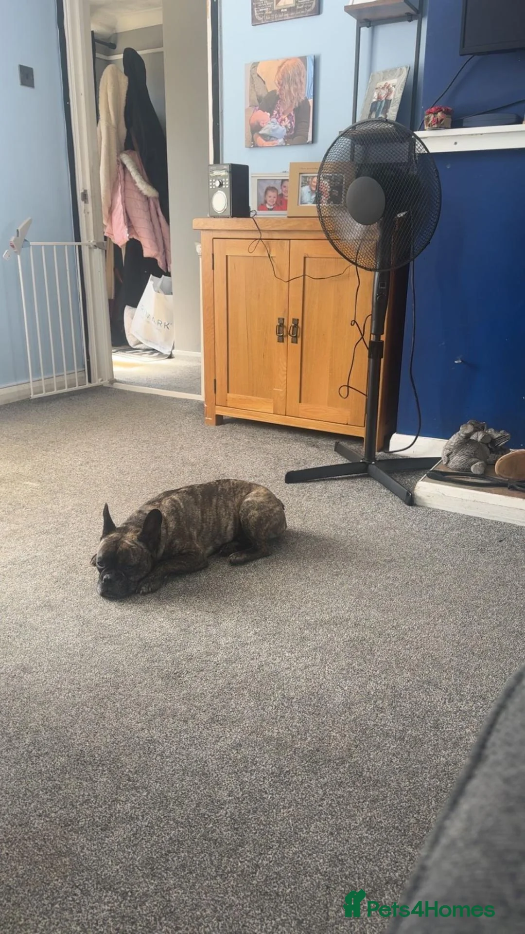 Mixed Breed dogs for sale: French x Staffie for rehoming in Bicester - Advert 5