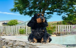 Cocker Spaniel dogs for sale: Health tested full show line puppies - Image 10